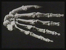 La main du squelette de Cro-magnon